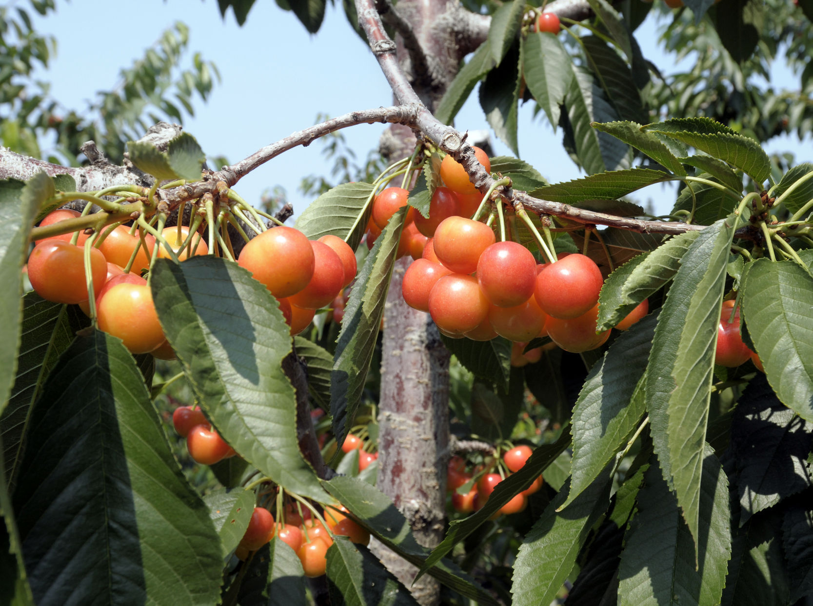 Flathead cherries